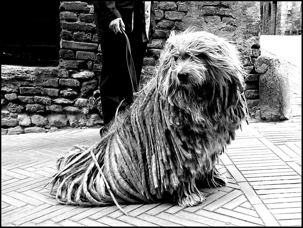 Cane Rasta 2