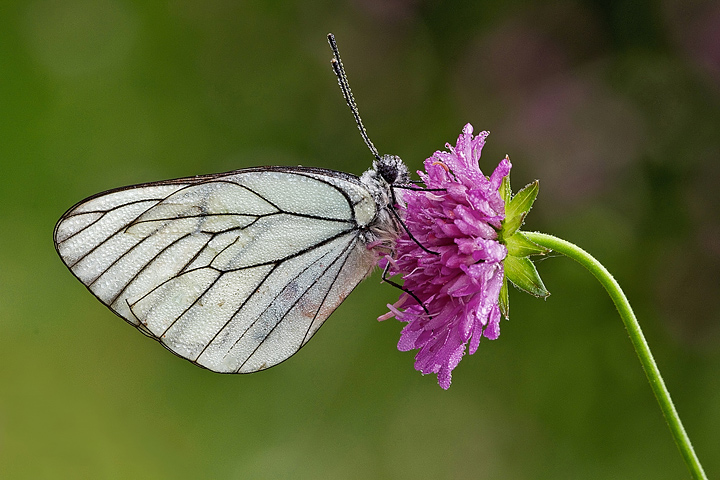 macro