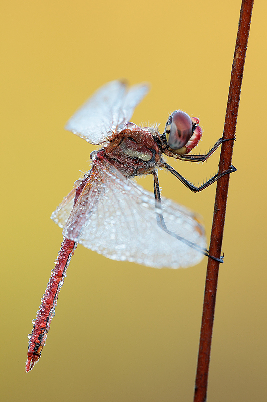 macro