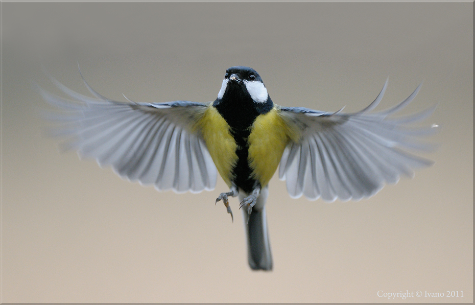 natura
