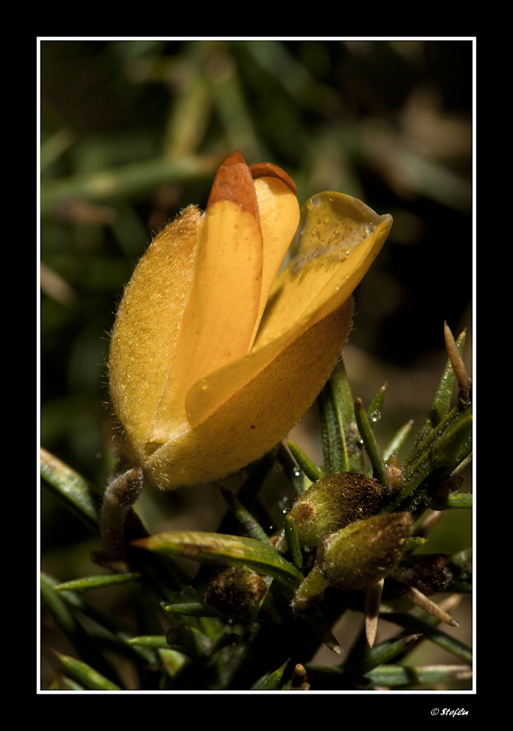 Ginestra