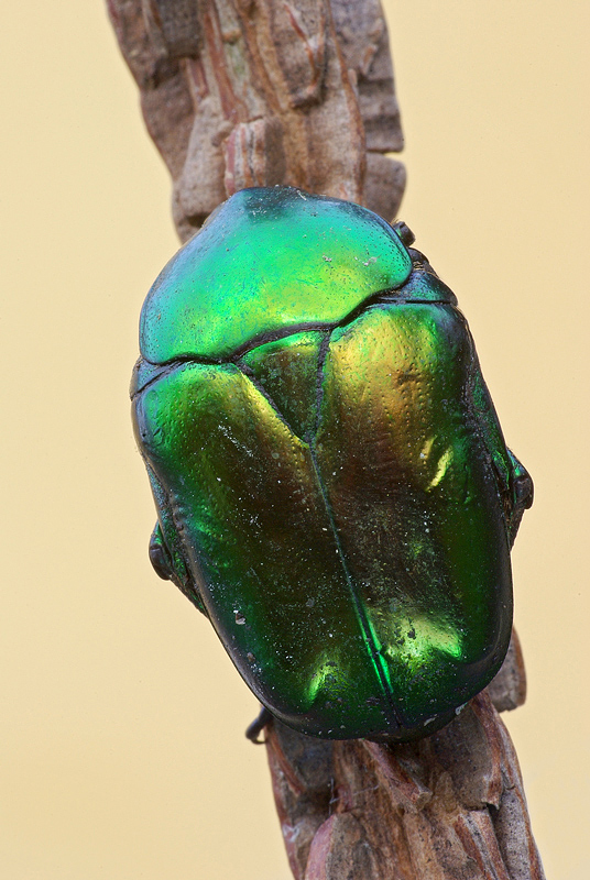 Cetonia aurata