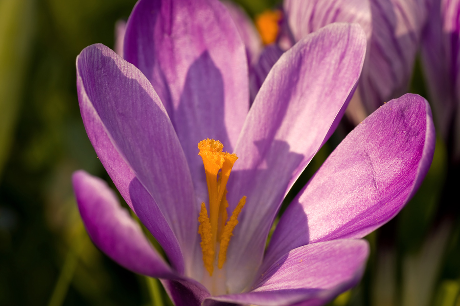 Crocus II