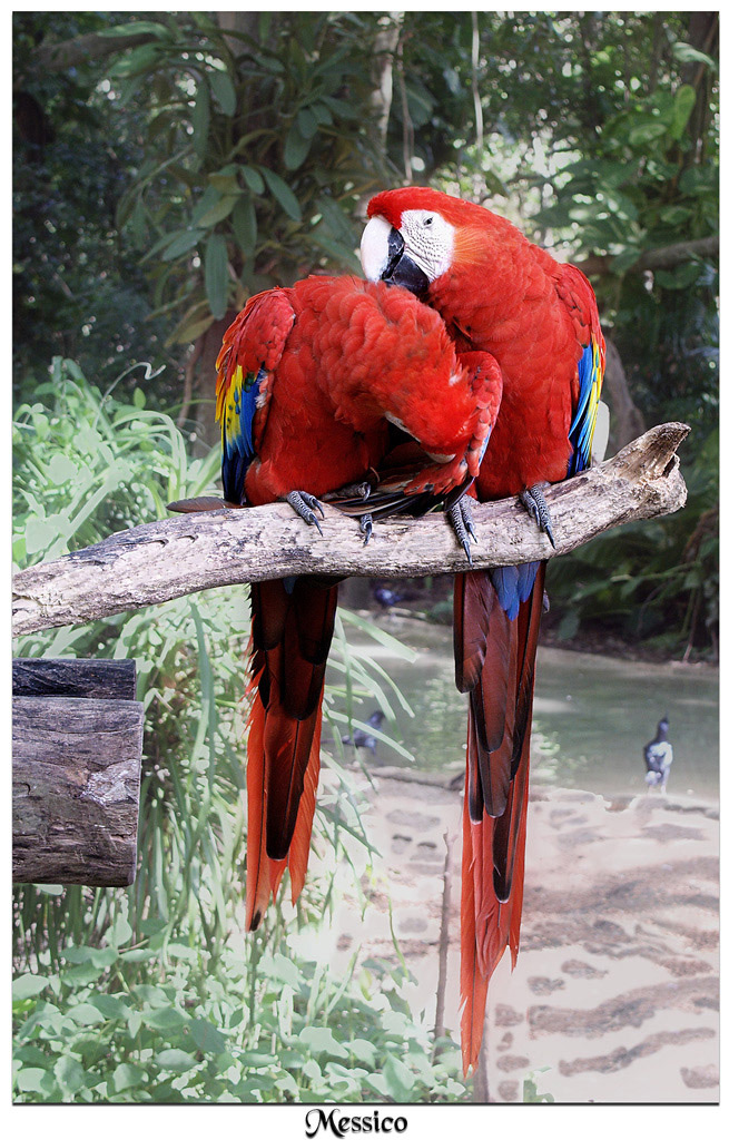 Pappagalli in messico...