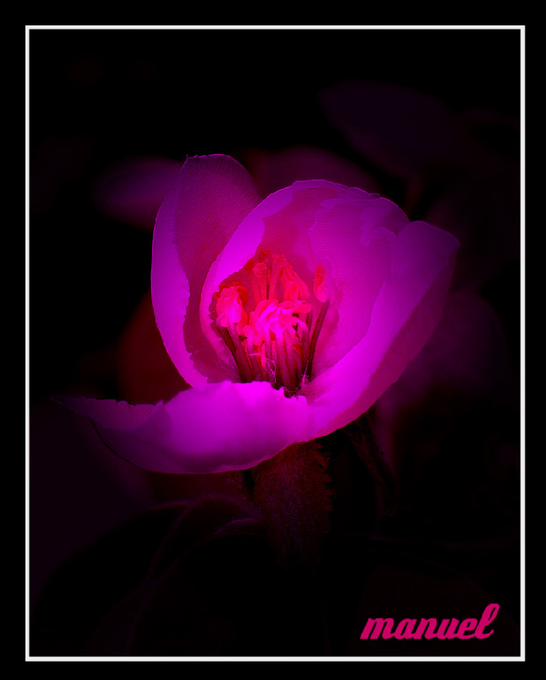 fiore