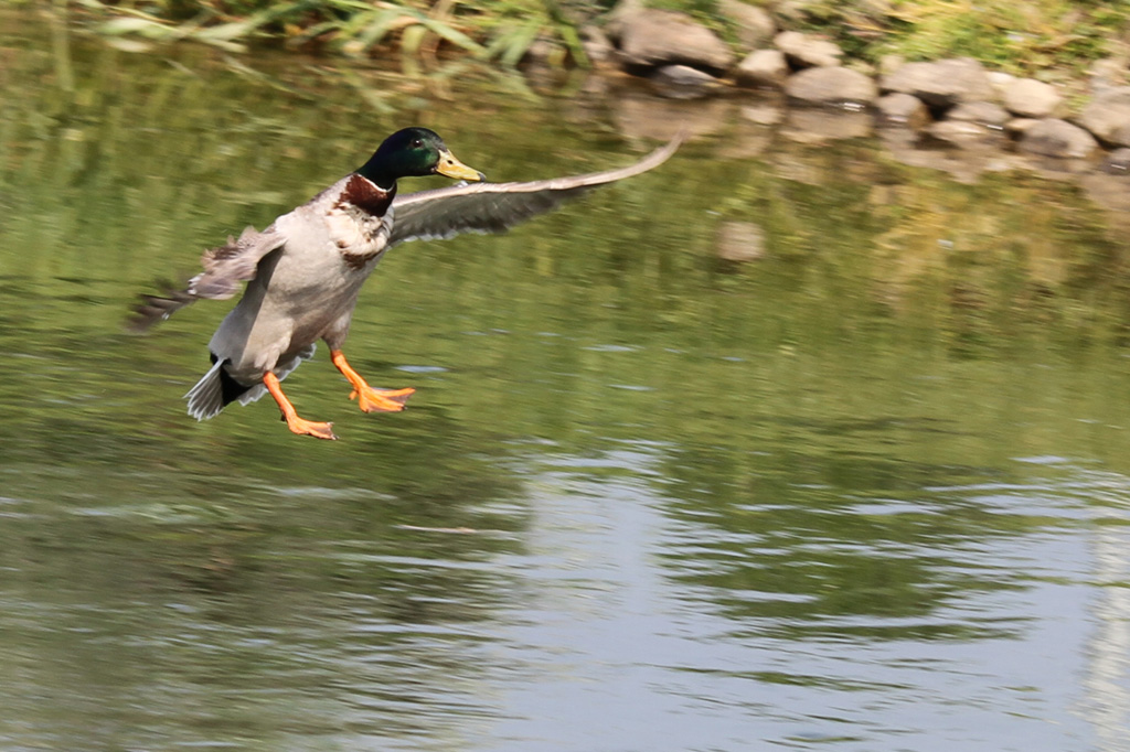 in volo