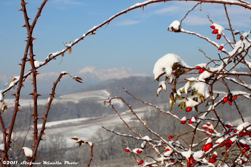 Monte Rosa