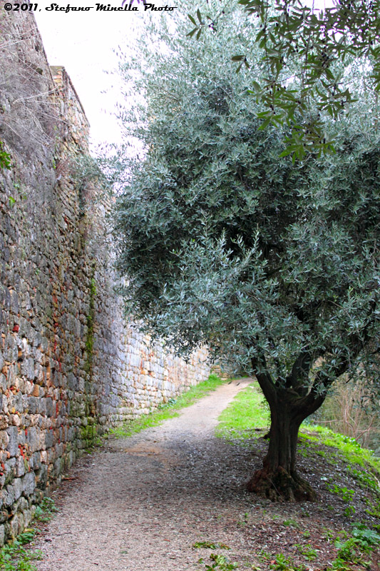 San Giminiano Three