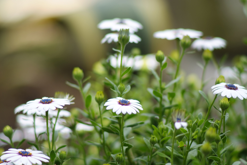 WHITE FLOWERS_01 AIS 135 f/2@f/2
