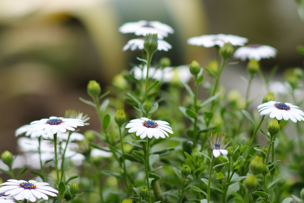 WHITE FLOWERS_02 AIS 135 f/2@f/2.8