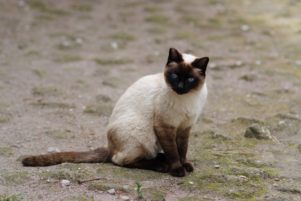 GATTO AIS 135 f/2@f/2.8