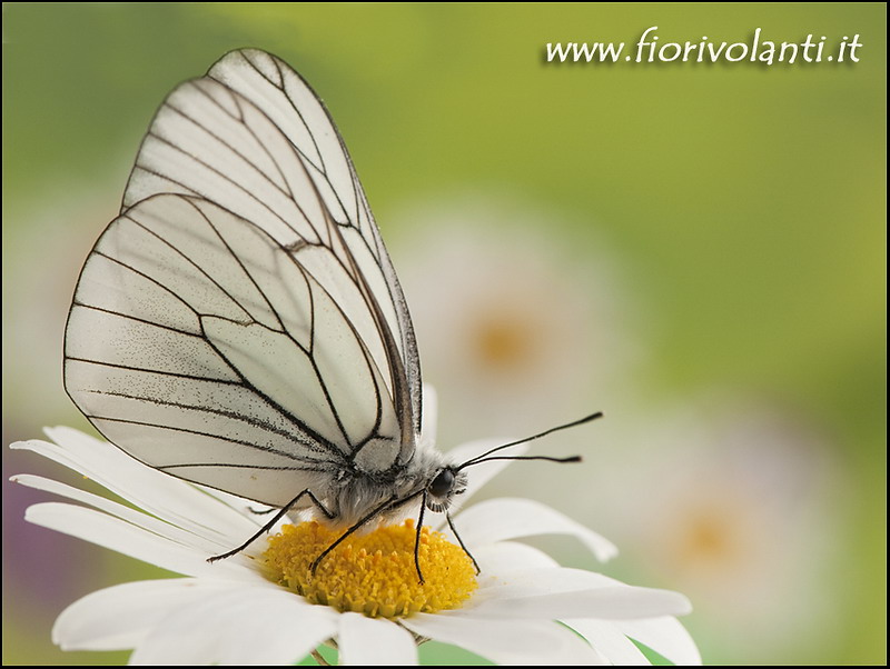 aporia crataegi aporia crataegi