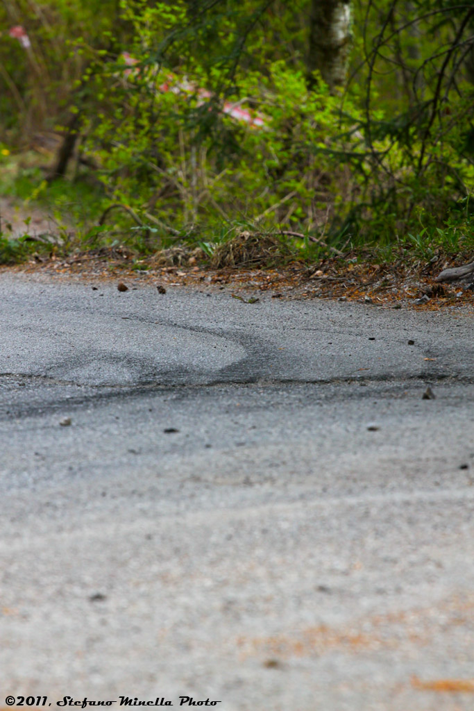 35 Rally 1000 Miglia [18]