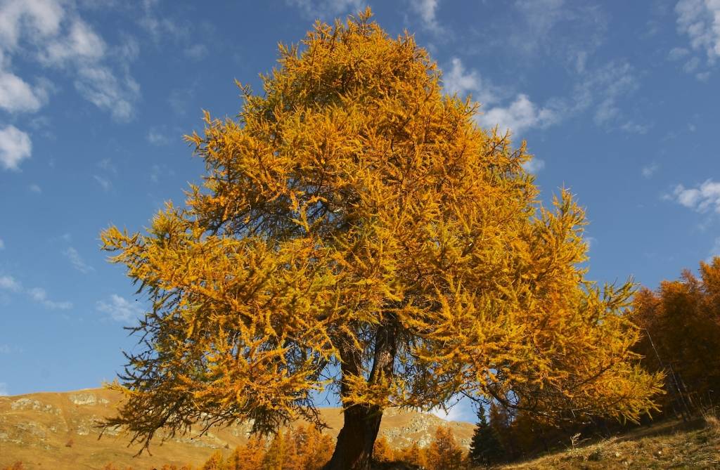 Autunno 2005 2