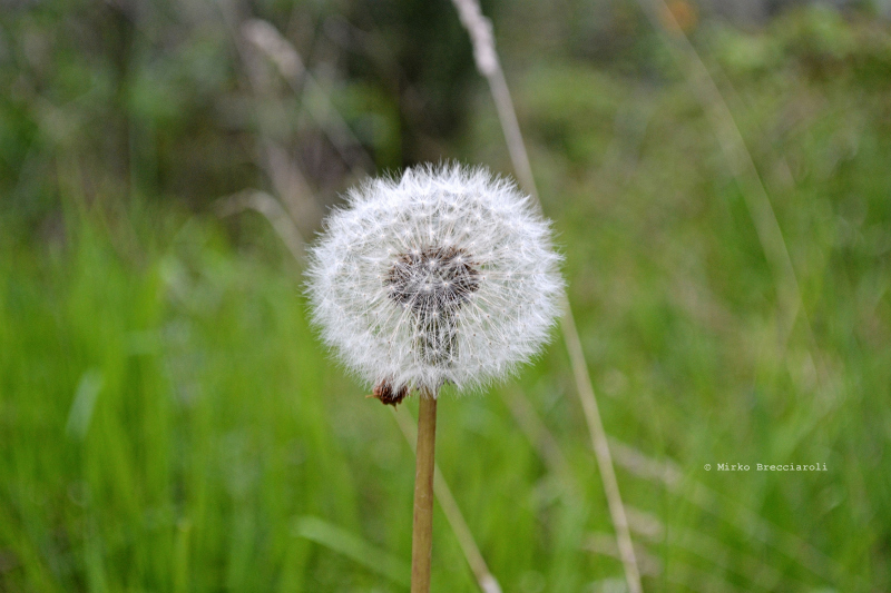 Ennesima prova macro