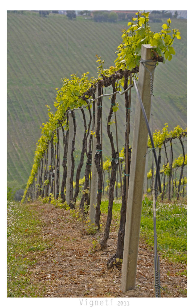 vignette 011 vignette 011