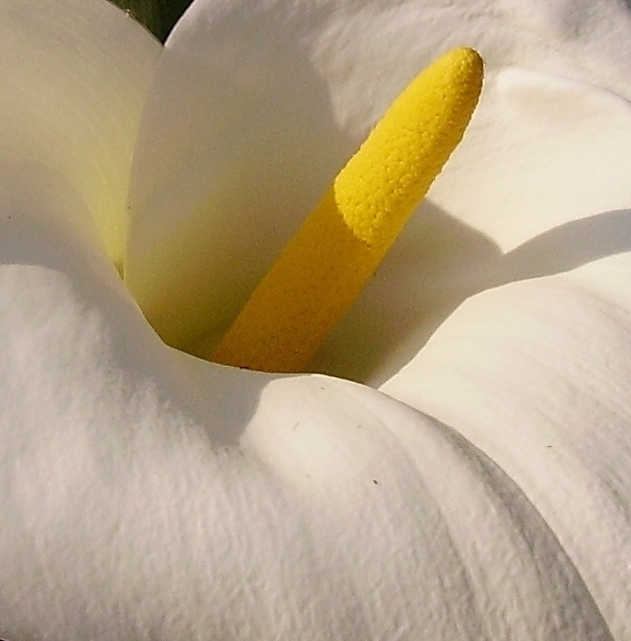 calla
