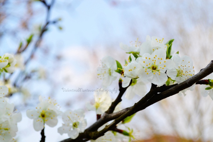 {Spring}