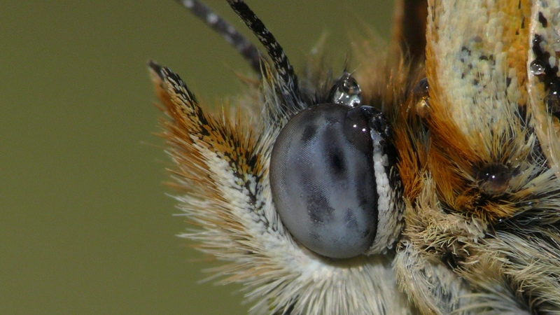 PROVE TECNICHE....DI MACROFOTO :)