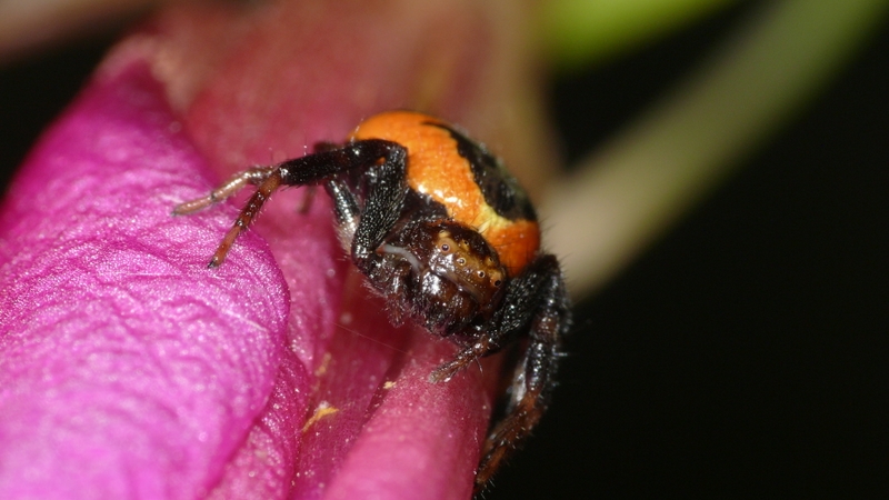 PROVE TECNICHE....DI MACROFOTO :)