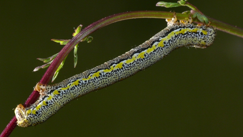 PROVE TECNICHE....DI MACROFOTO :)