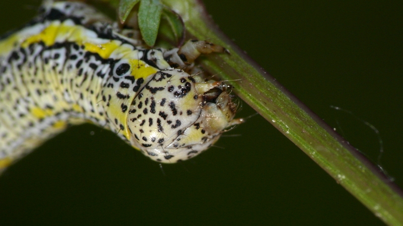 PROVE TECNICHE....DI MACROFOTO :)