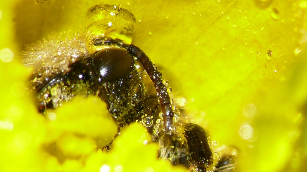 PROVE TECNICHE....DI MACROFOTO :)