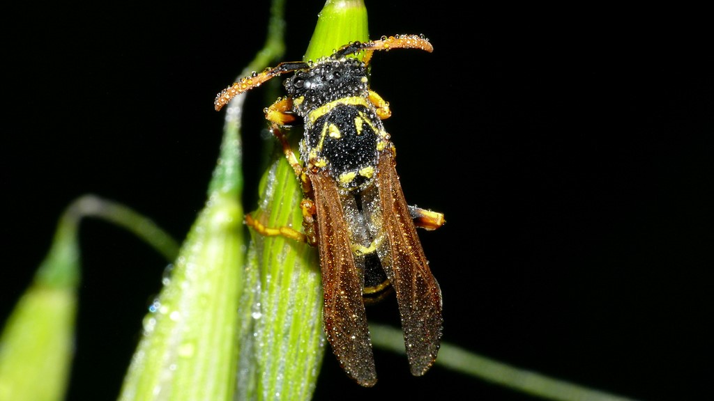 PROVE TECNICHE....DI MACROFOTO :)