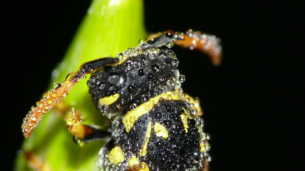 PROVE TECNICHE....DI MACROFOTO :)