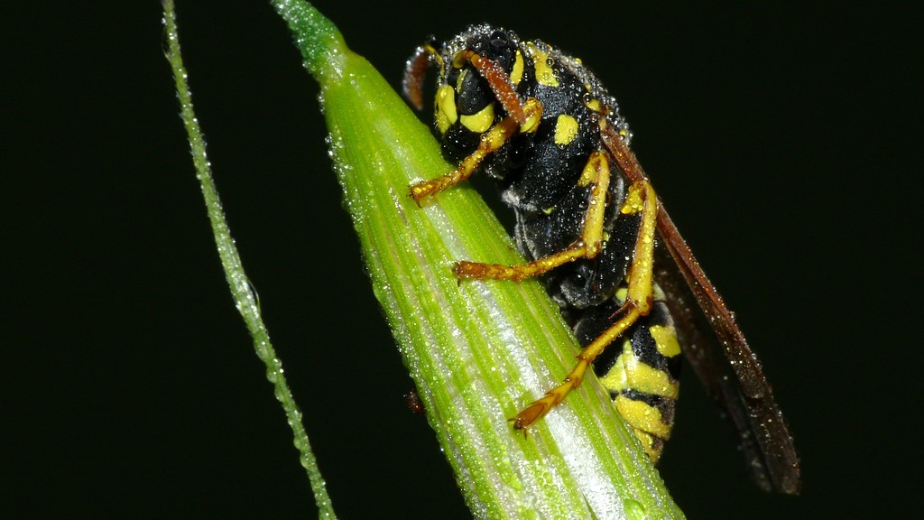 PROVE TECNICHE....DI MACROFOTO :)