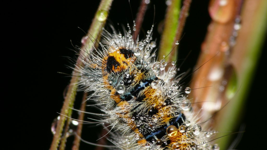 PROVE TECNICHE....DI MACROFOTO :)