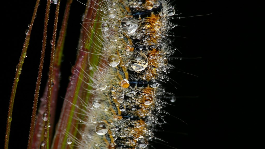 PROVE TECNICHE....DI MACROFOTO :)