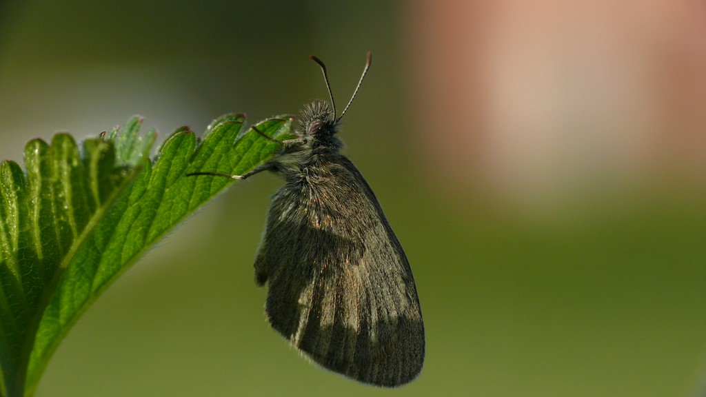 PROVE TECNICHE....DI MACROFOTO :)
