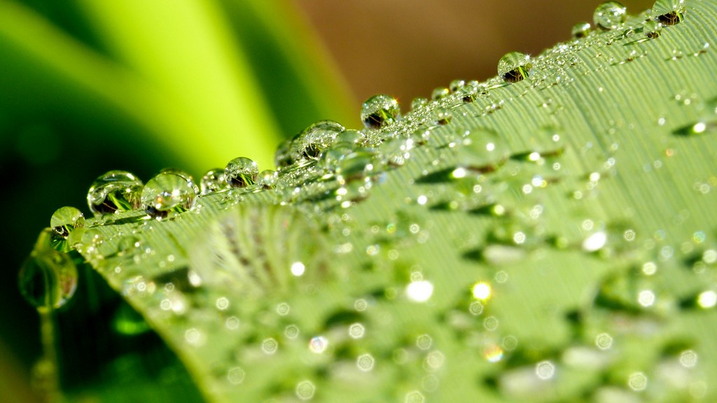 PROVE TECNICHE....DI MACROFOTO :)