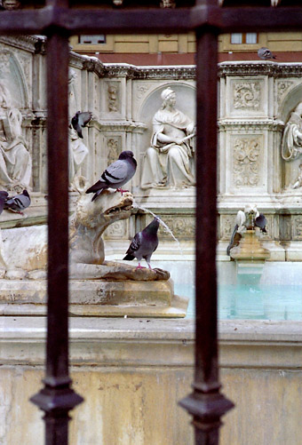 Piccioni