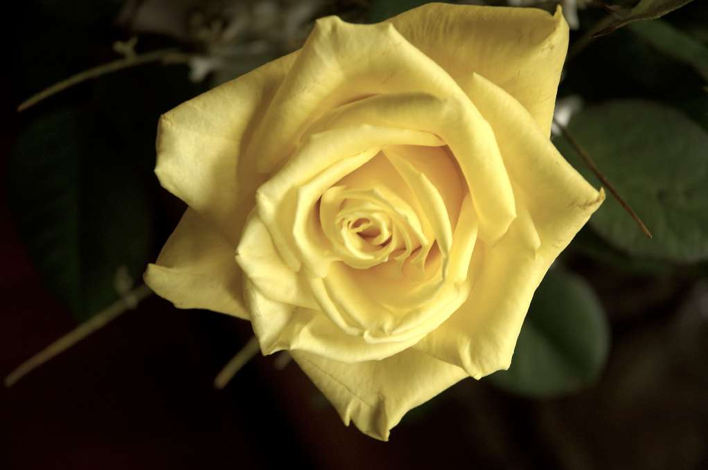 Rosa Gialla 3