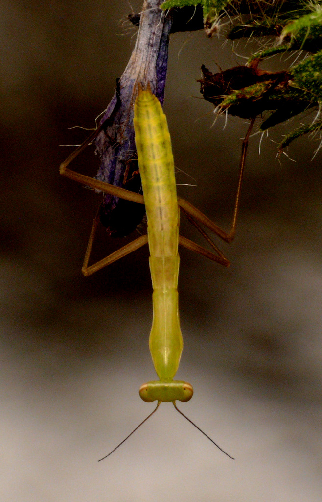 MANTIDE PICCINA :)