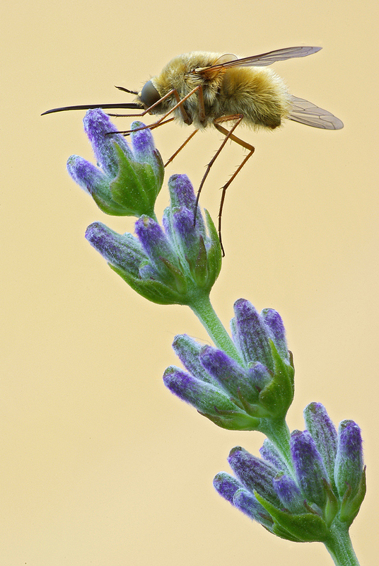 Bombylius