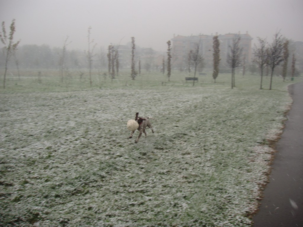 ventisei novembre
