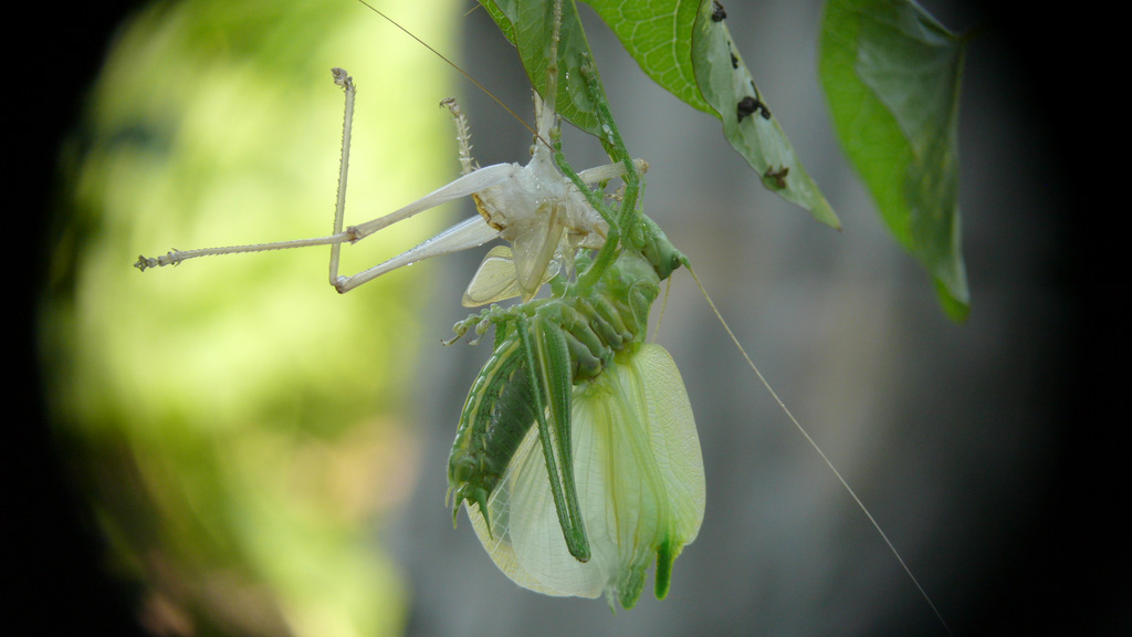 NINFA CHE ABBANDONA L'ESOSCHELETRO