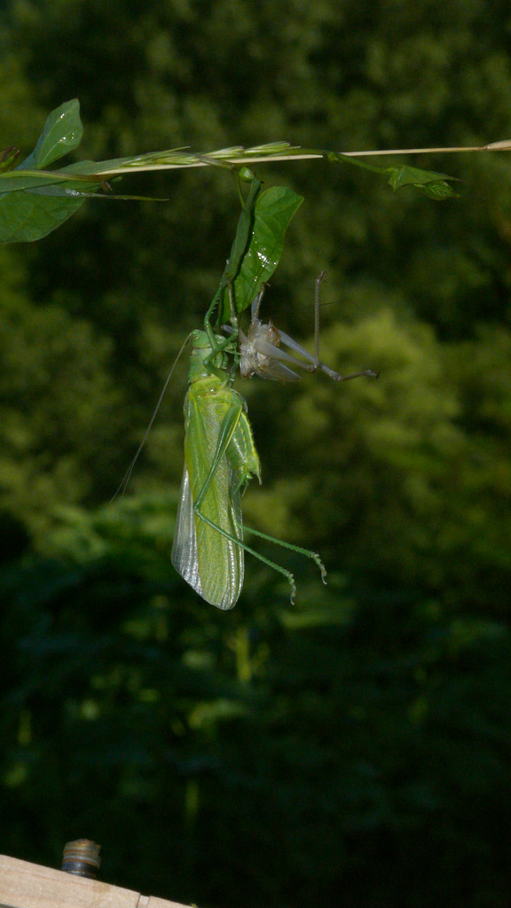 NINFA CHE ABBANDONA L'ESOSCHELETRO