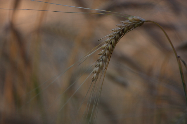 Grano