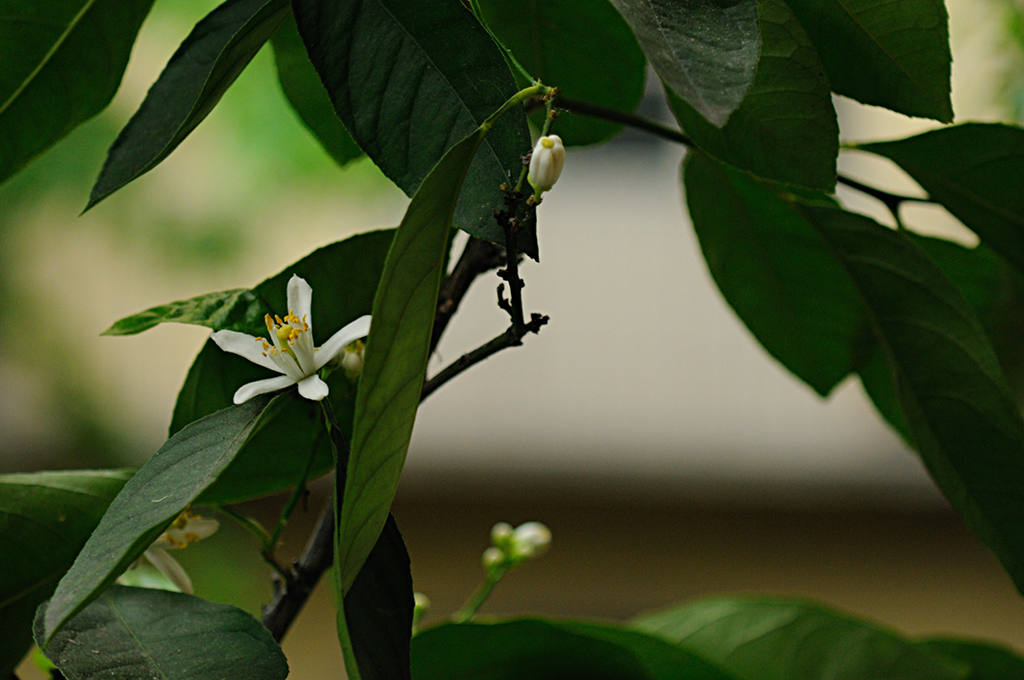 Fiore di limone