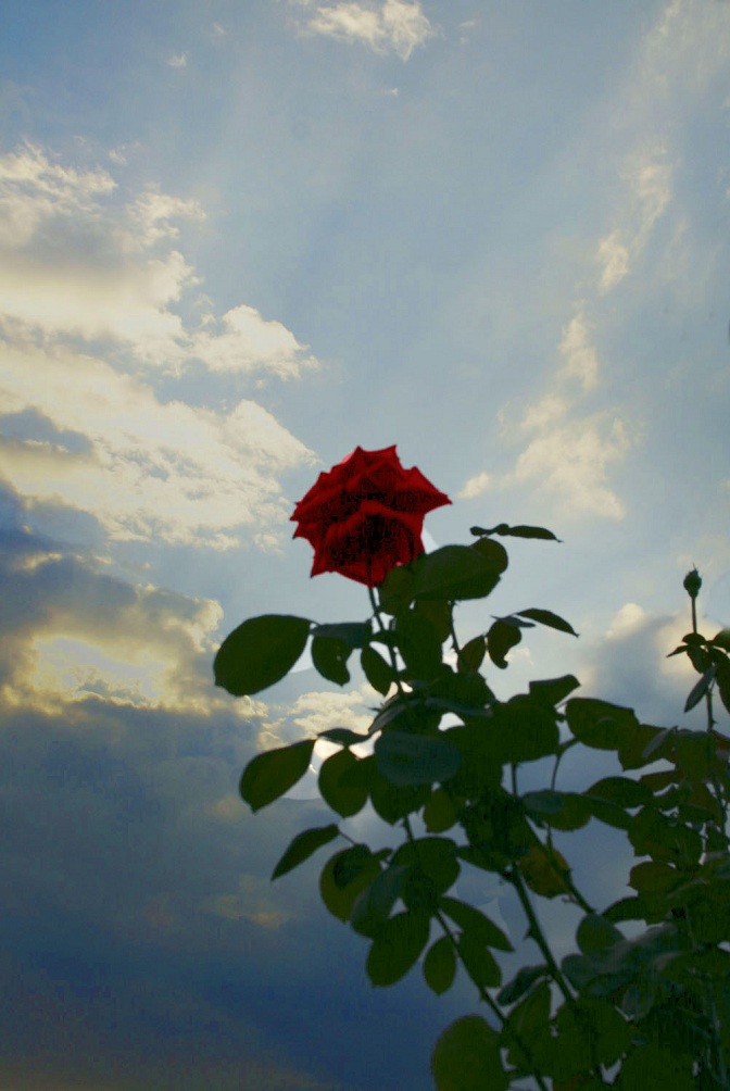 rosa di sardegna