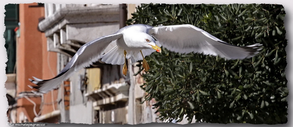 Aggressione