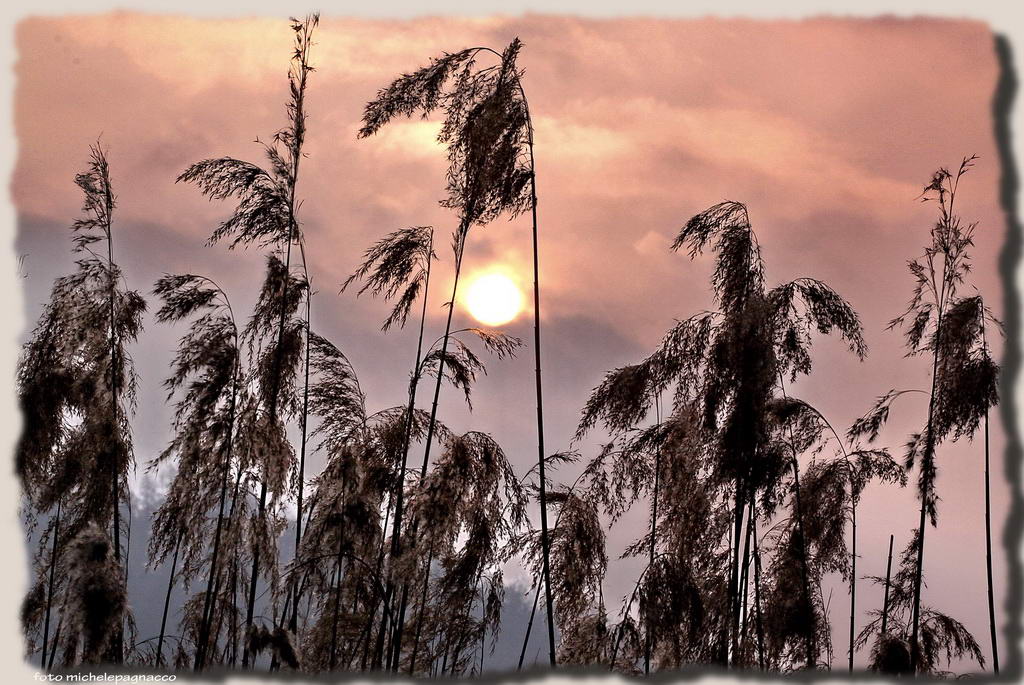 Tife all'alba