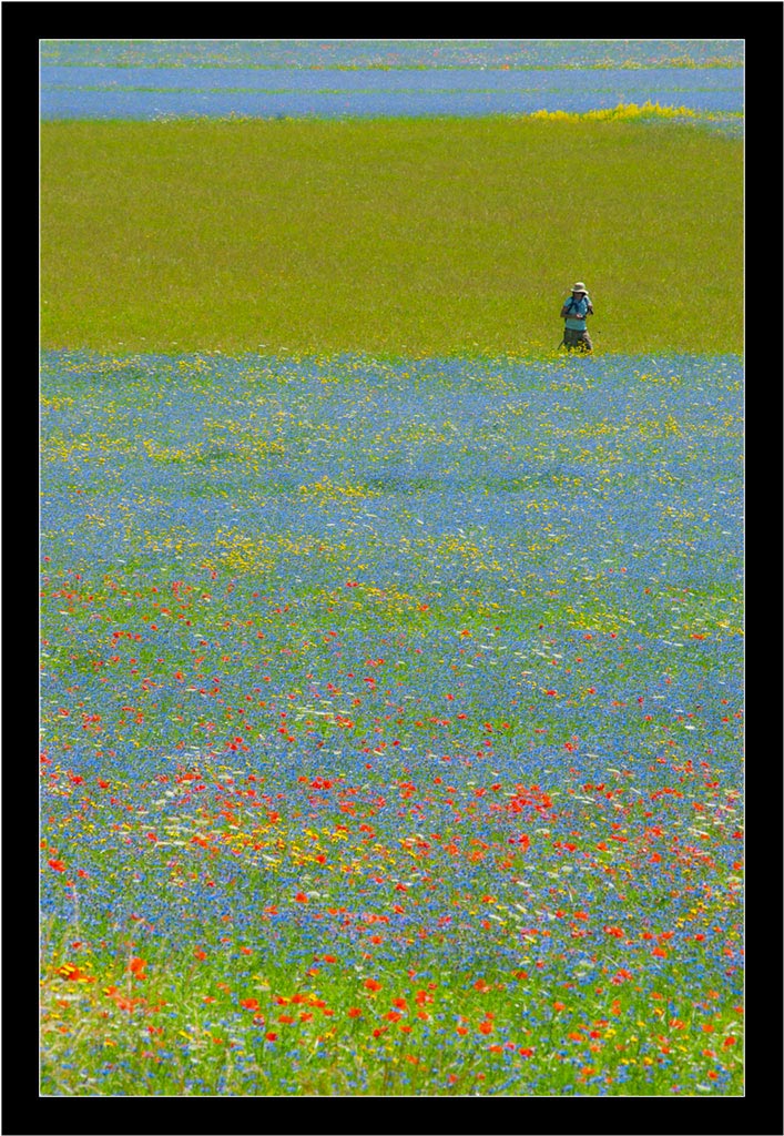 Fioritura di Castelluccio - 01