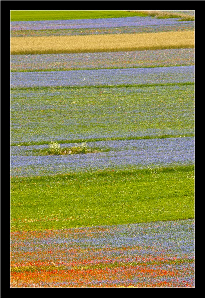 Fioritura di Castelluccio - 02