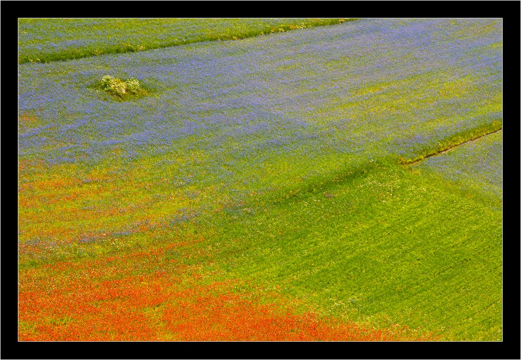 Fioritura di Castelluccio - 04
