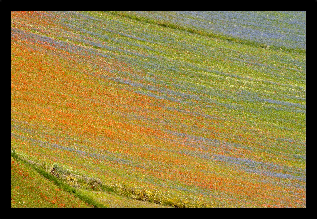 Fioritura di Castelluccio - 05